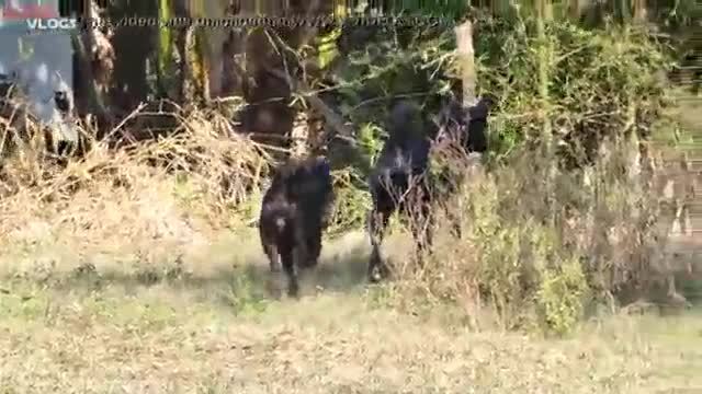 Cambodian shepherd vs carolina dog in khnar char village part 1